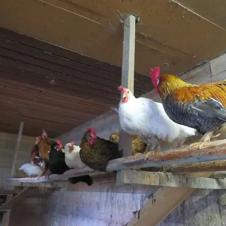 Ranacherhof Bauernhof *