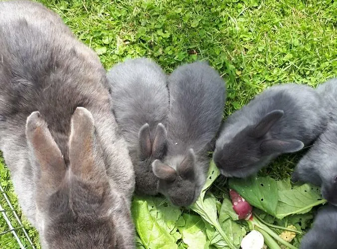 Farma Ranacherhof Obervellach