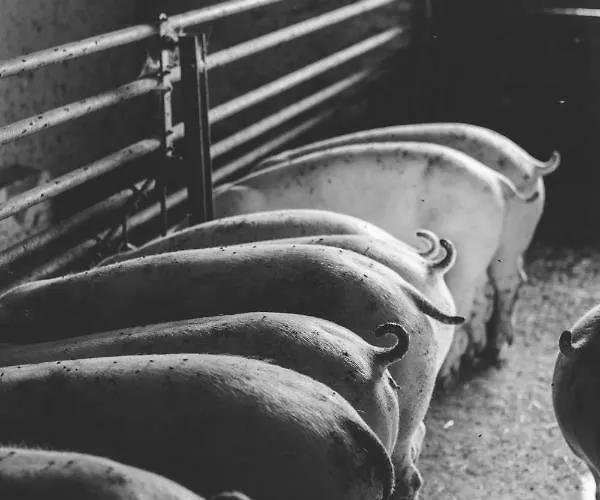 Ranacherhof Obervellach